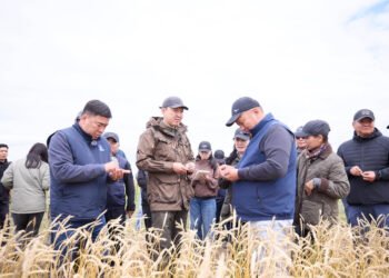 Газар тариалан эрхлэгчдийг дэмжих бодлогын үр дүнд улаанбуудайн тариалалт 85.8 хувиар нэмэгджээ